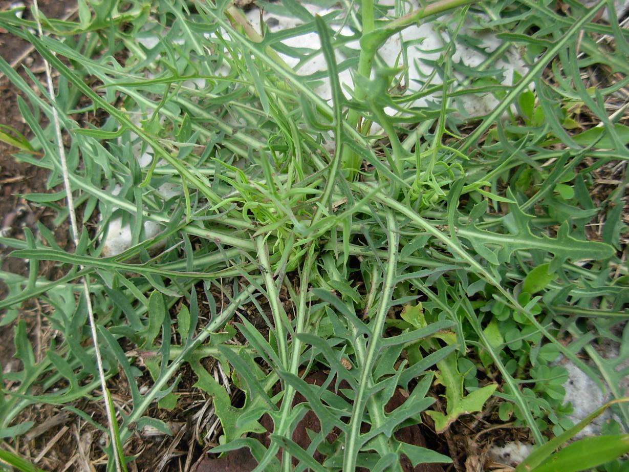 Lactuca perennis / Lattuga rupestre